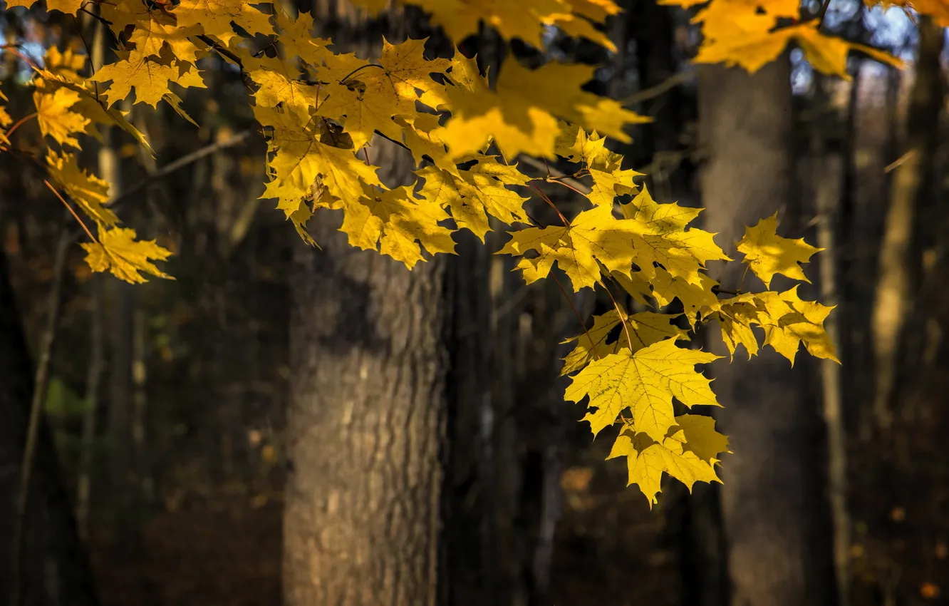 Photo wallpaper autumn, leaves, trees