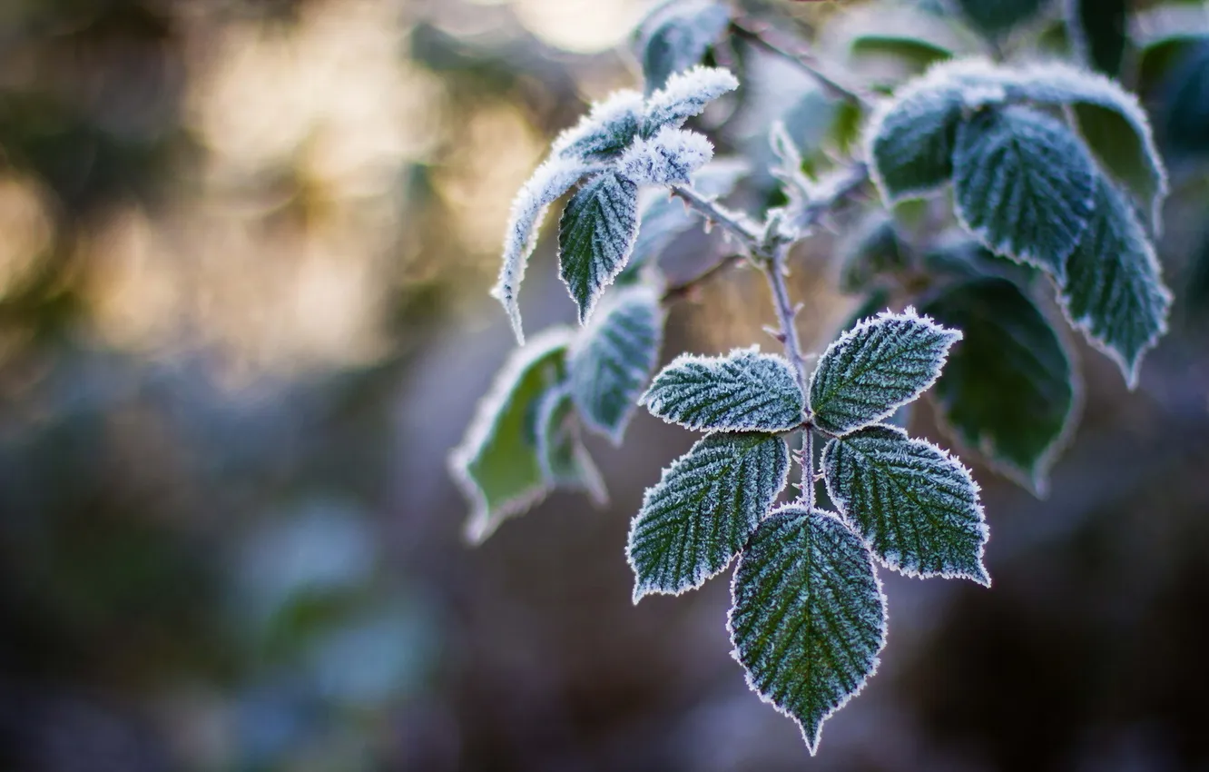 Photo wallpaper frost, leaves, macro