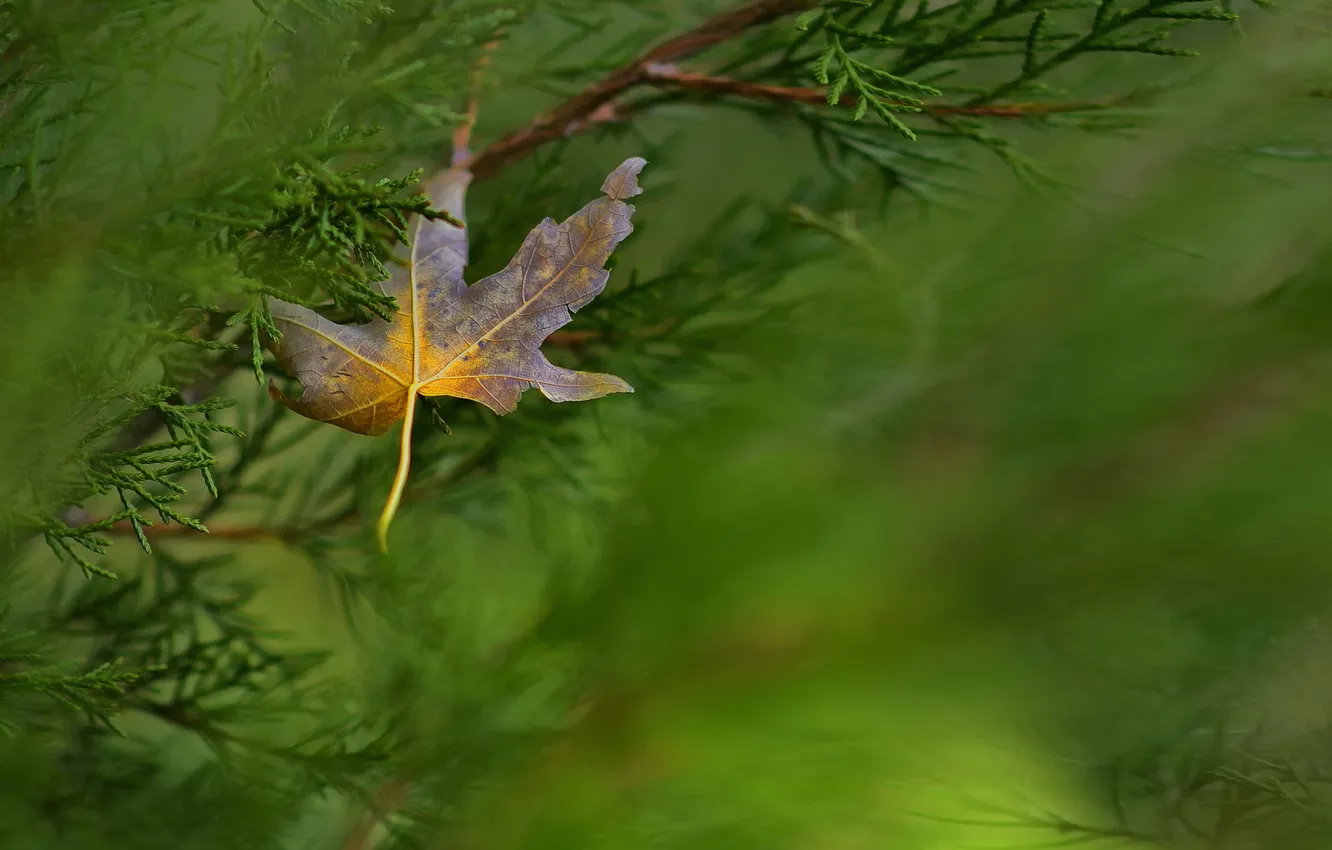 Photo wallpaper leaves, macro, nature