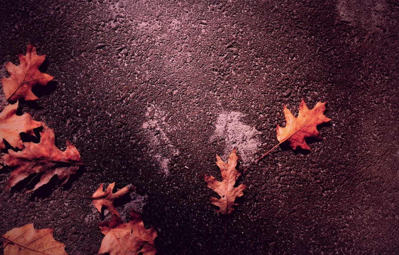 Photo wallpaper autumn, leaves, autumn
