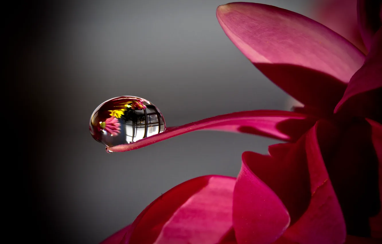 Photo wallpaper water, Rosa, drop, Flower