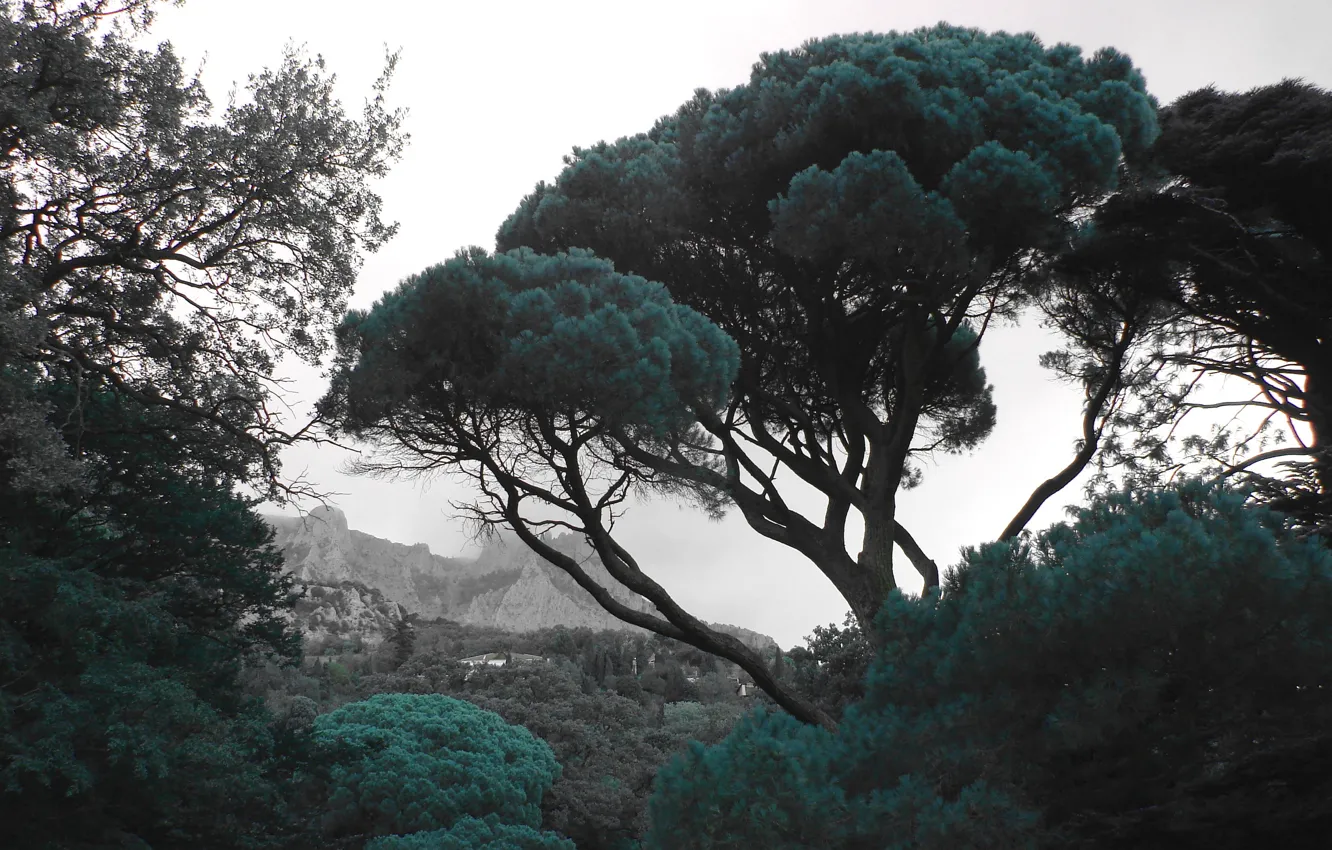 Photo wallpaper trees, landscape, mountains, nature, crown