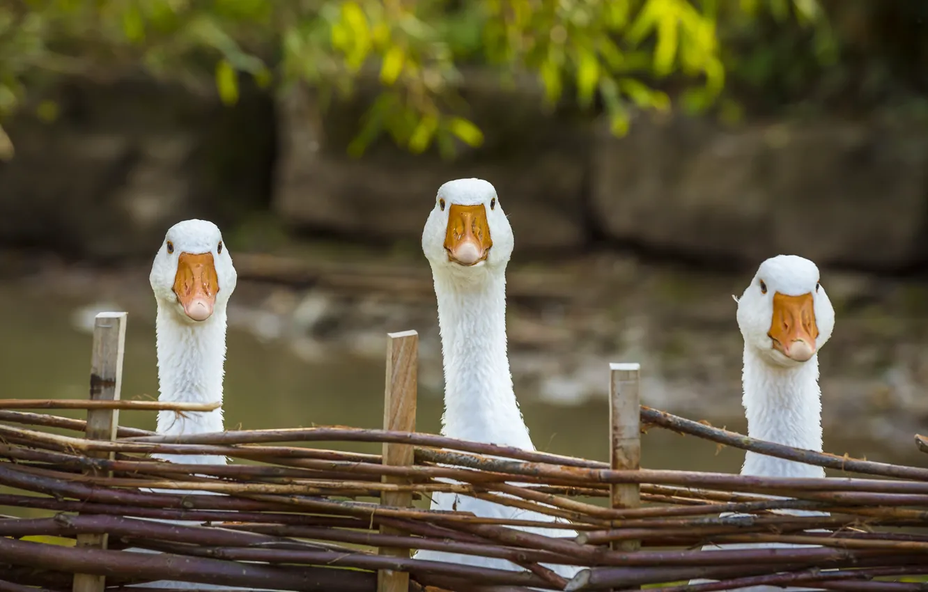Photo wallpaper look, bird, the fence, yard, white, trio, geese, the fence