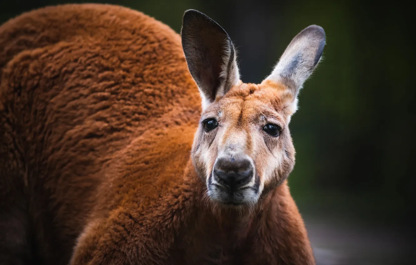 Photo wallpaper look, face, portrait, kangaroo