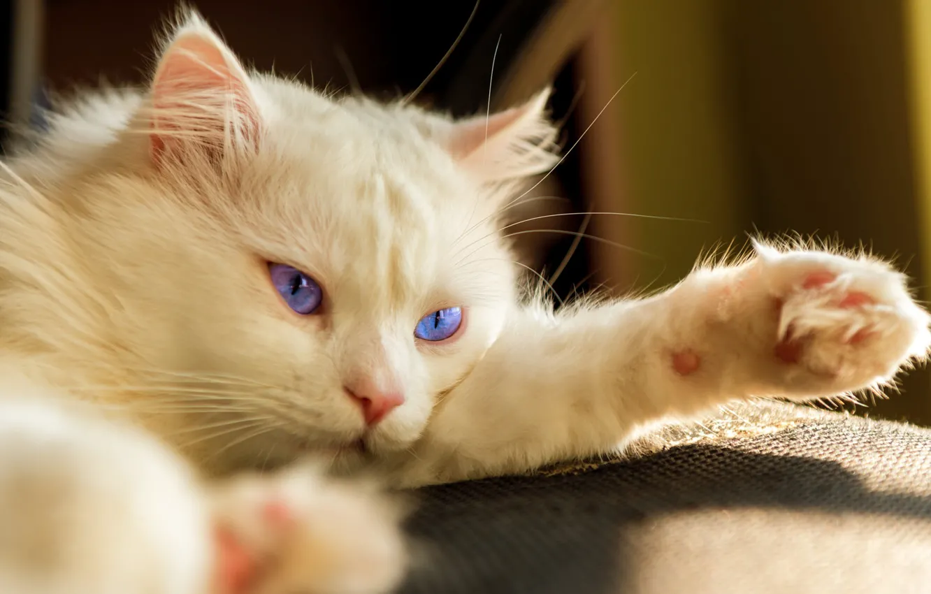 Photo wallpaper cat, white, cat, look, portrait, paws, lies, blue eyes