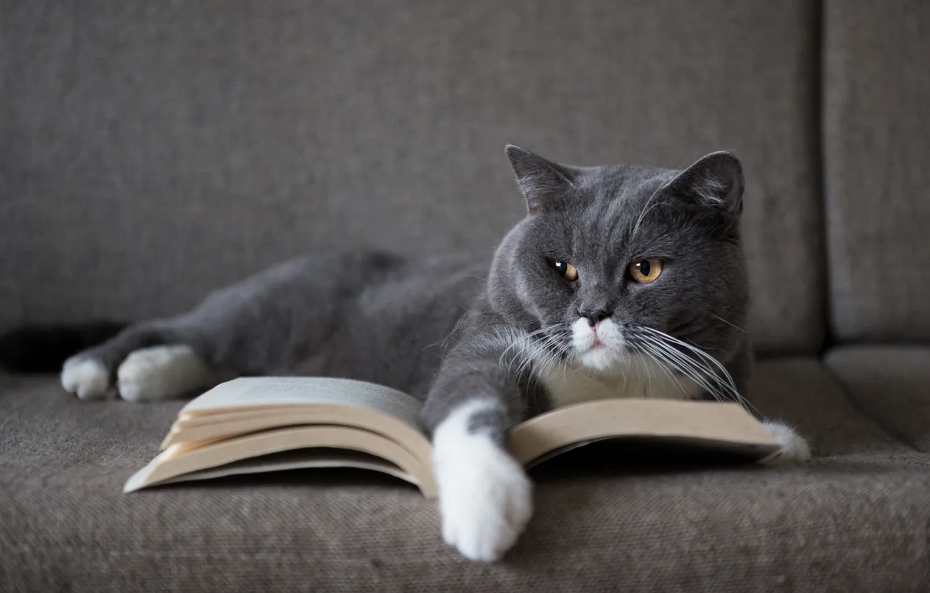 Photo wallpaper cat, cat, look, pose, sofa, paws, lies, book