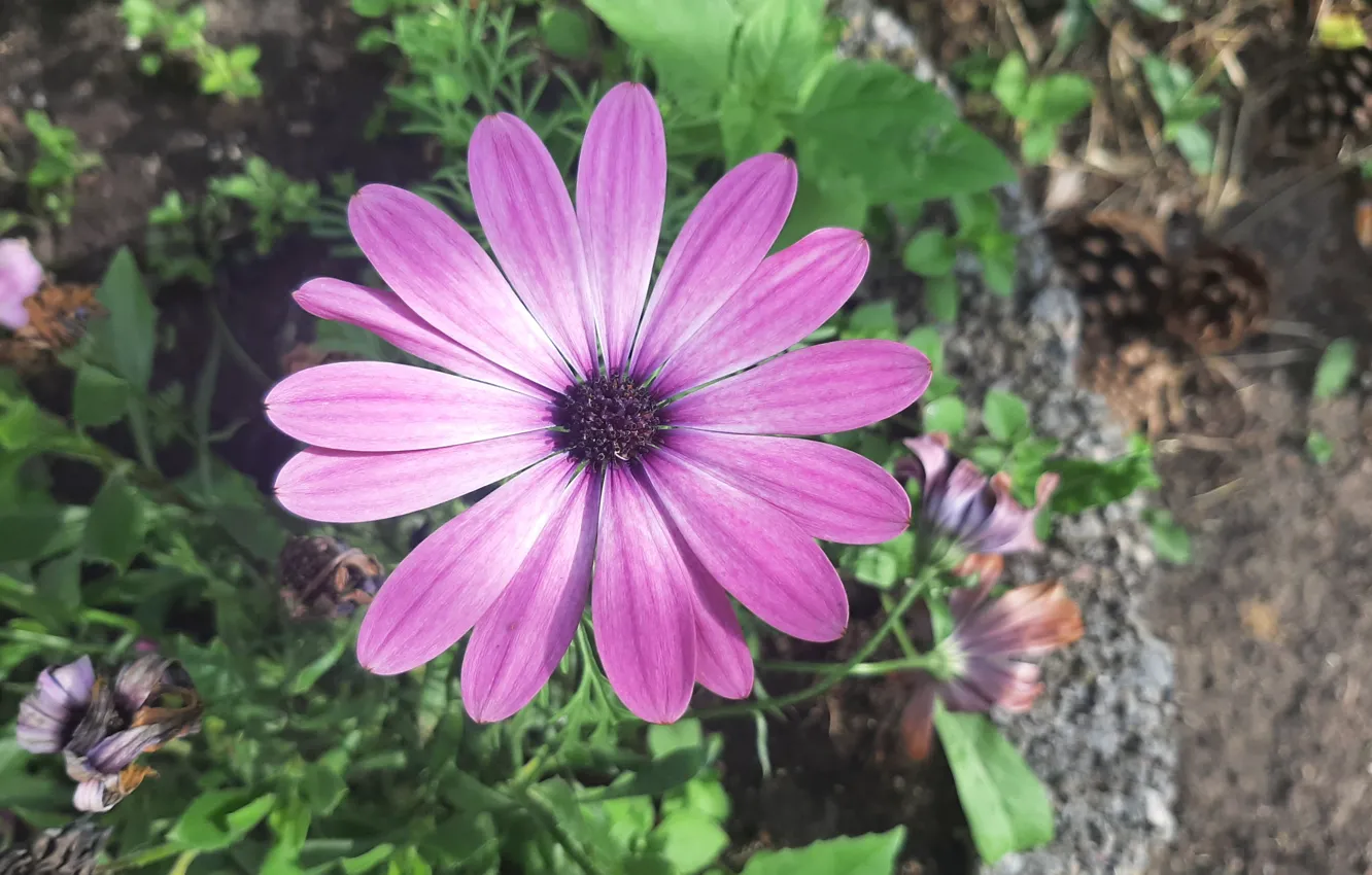 Photo wallpaper Flower, decoration, Pot, Kosmea