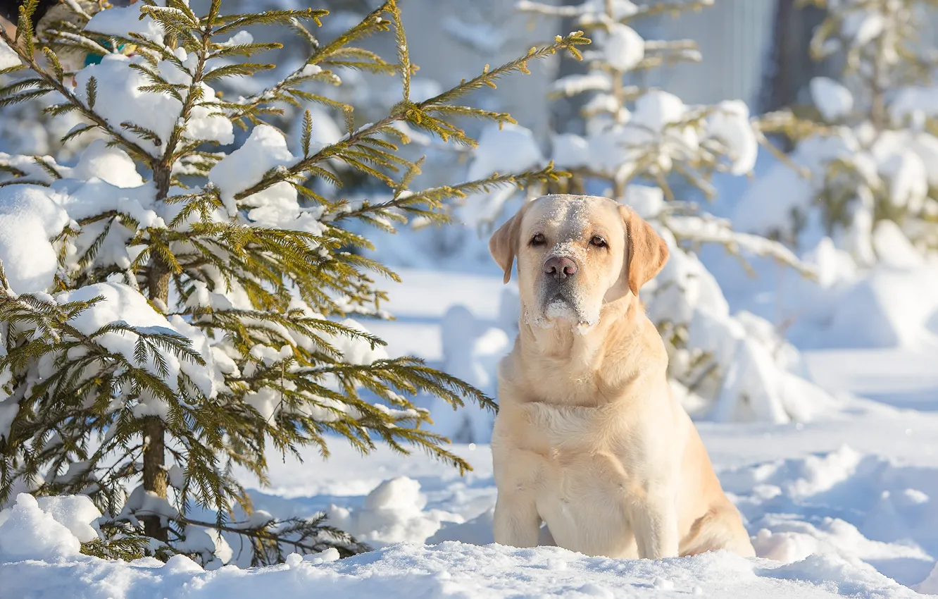 Photo wallpaper winter, snow, dog, tree, dog, Labrador Retriever