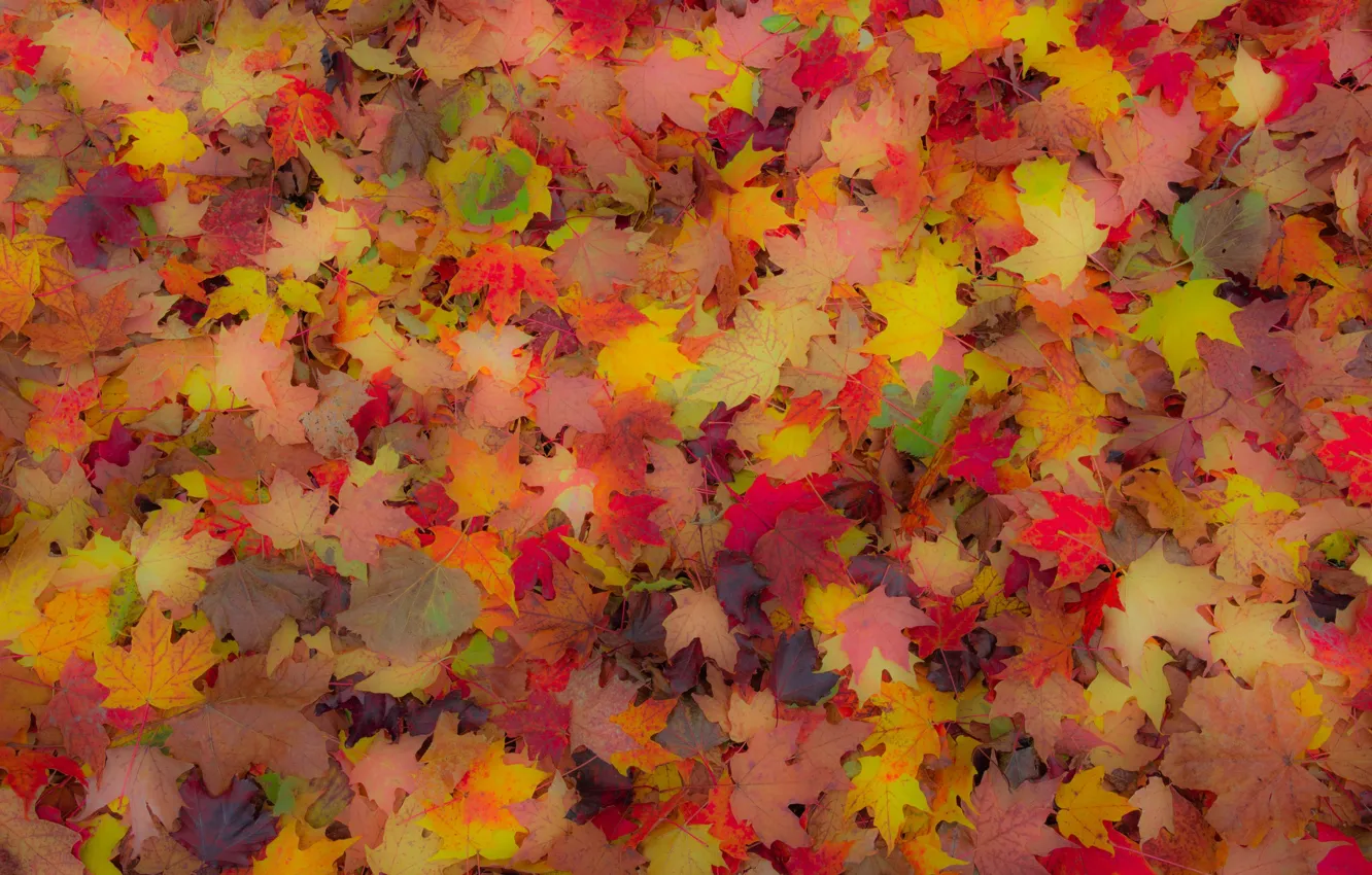 Photo wallpaper autumn, leaves, carpet, maple