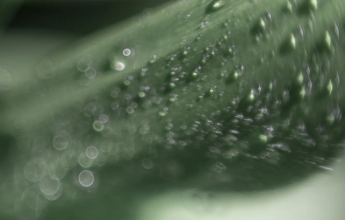 Photo wallpaper macro, Rosa, leaf, raindrops