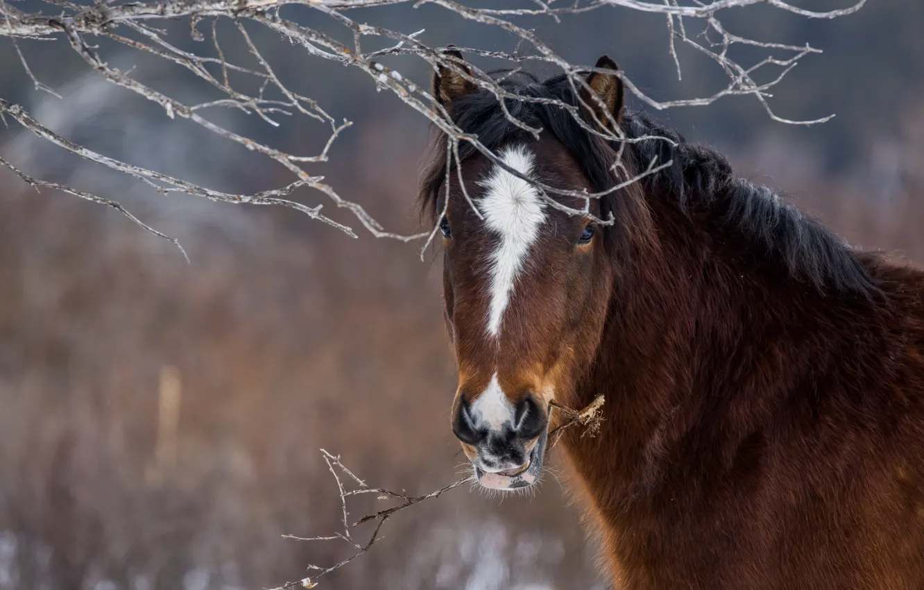 Photo wallpaper face, branches, horse, horse
