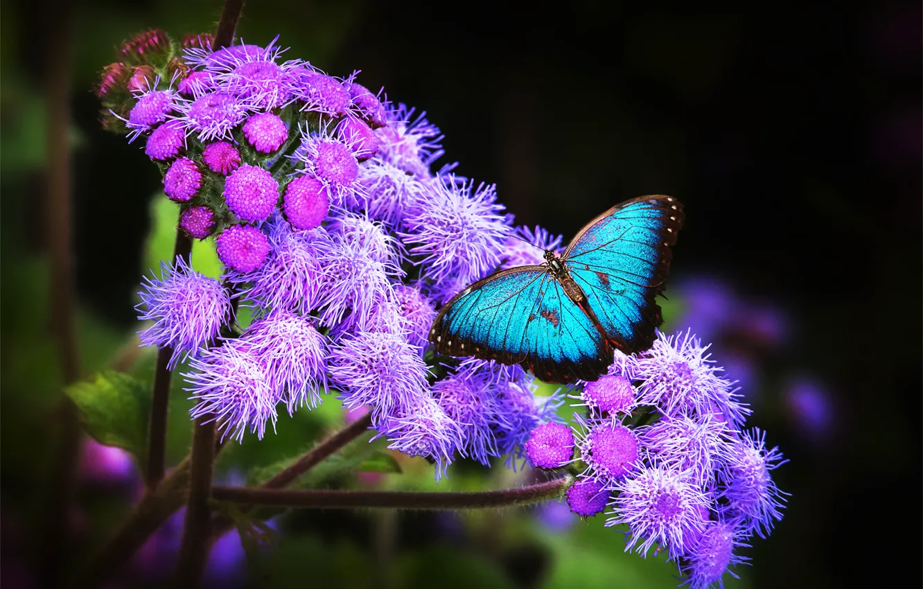 Photo wallpaper flowers, butterfly, blue, morpho