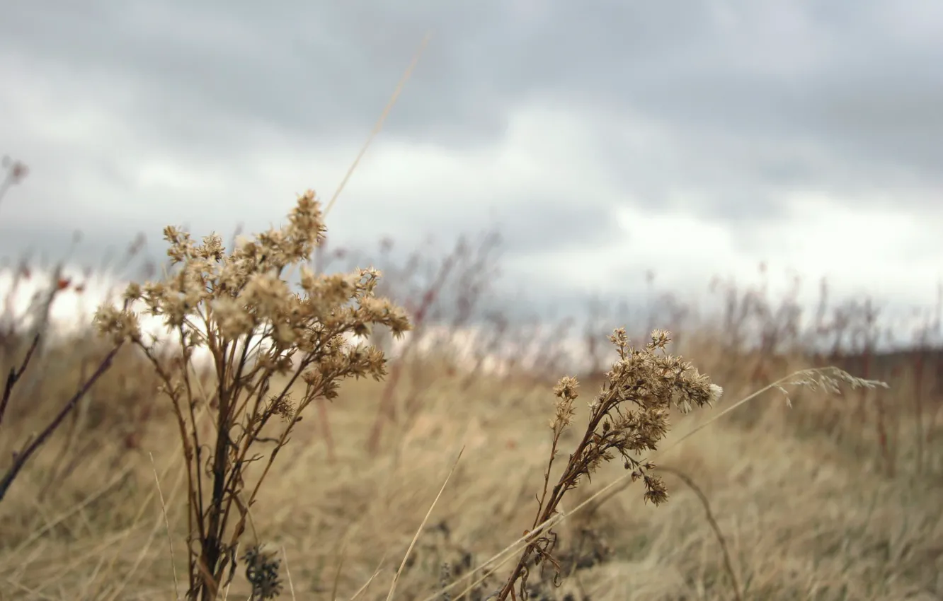 Photo wallpaper autumn, grass, Plant