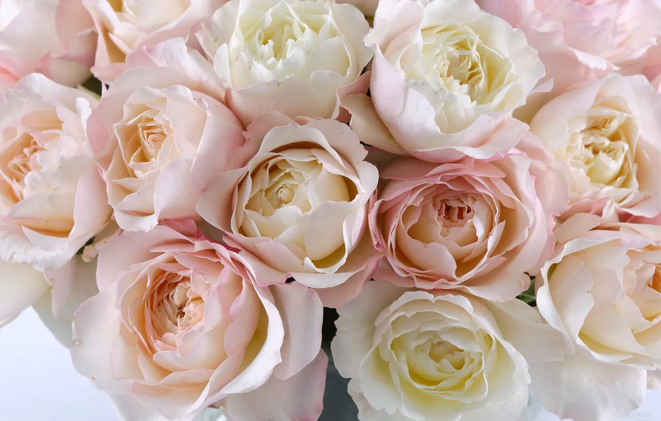 Photo wallpaper pink, roses, petals