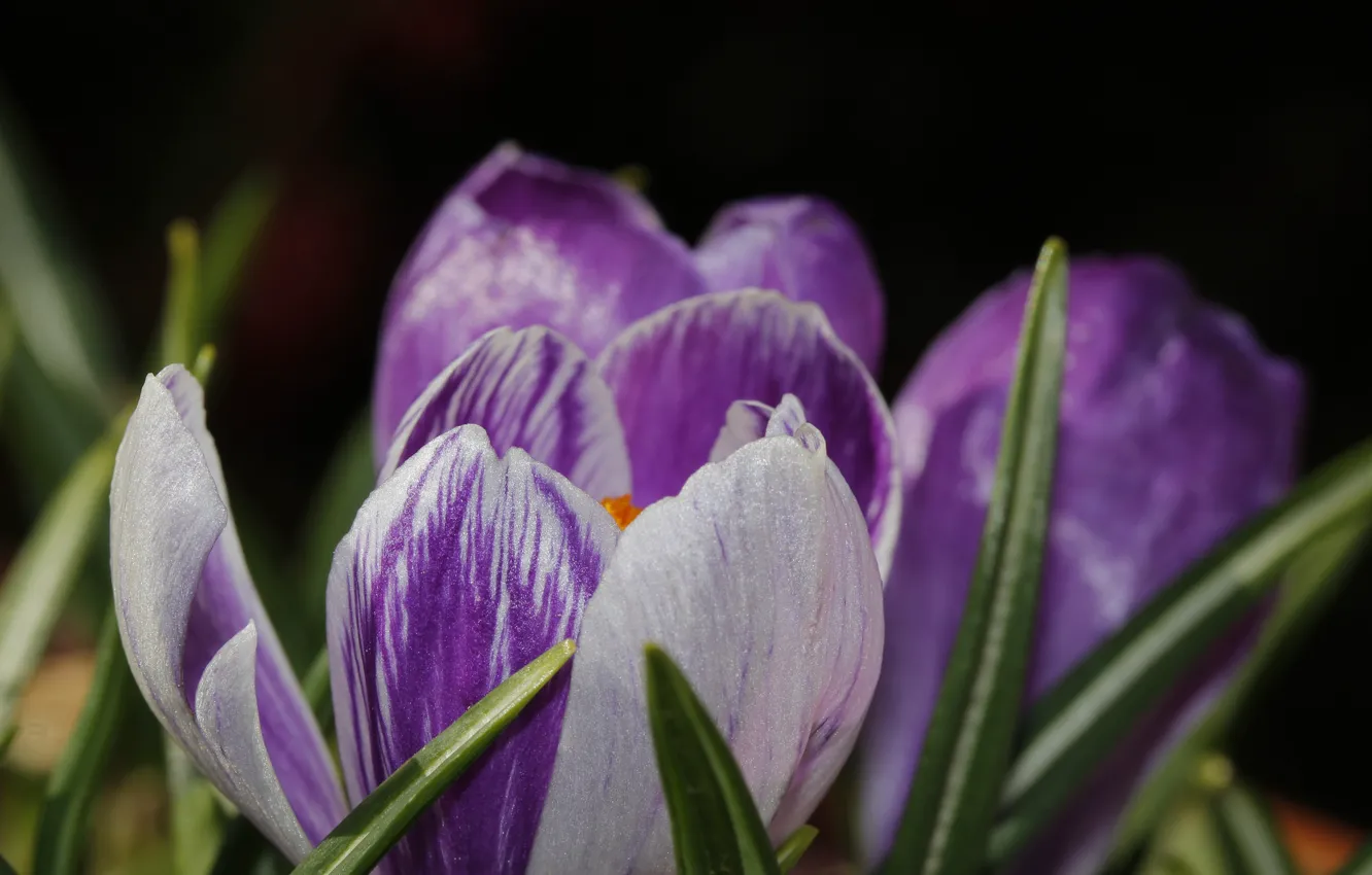 Photo wallpaper crocuses, saffron, Crocus
