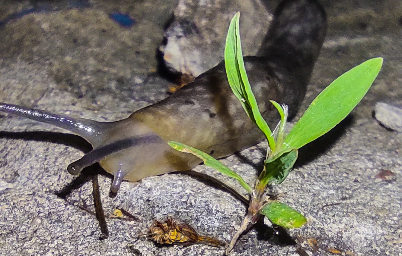Photo wallpaper macro, night, Slugs