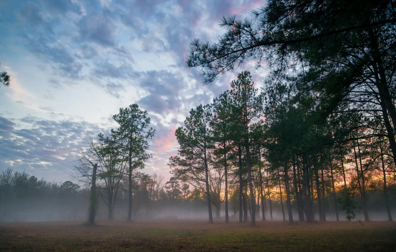 Photo wallpaper forest, the sky, clouds, trees, landscape, sunset, nature, fog