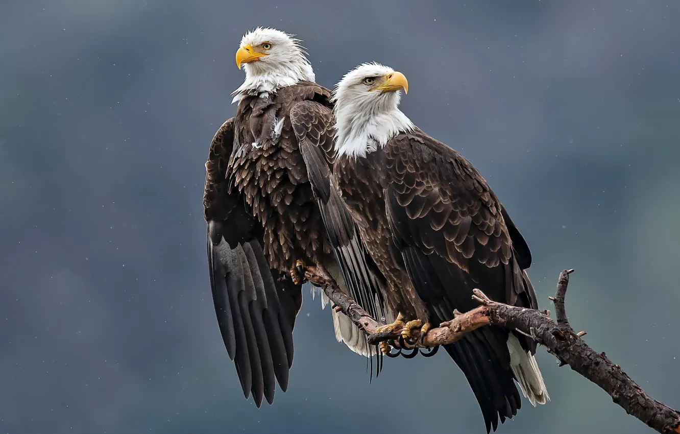 Photo wallpaper branches, background, bird, predator, bald eagle