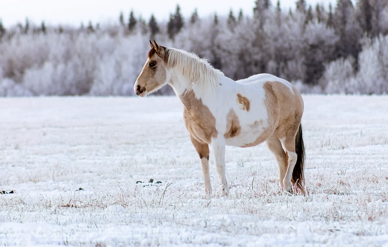 Photo wallpaper winter, frost, field, forest, look, snow, horse, horse