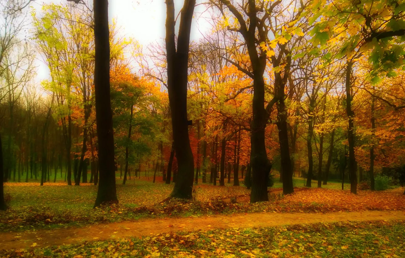 Photo wallpaper green, red, yellow, wood, autumn, leaf