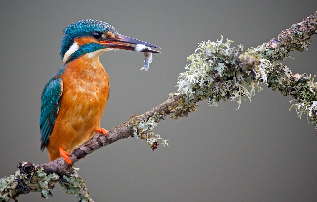 Photo wallpaper bird, kingfisher, catch