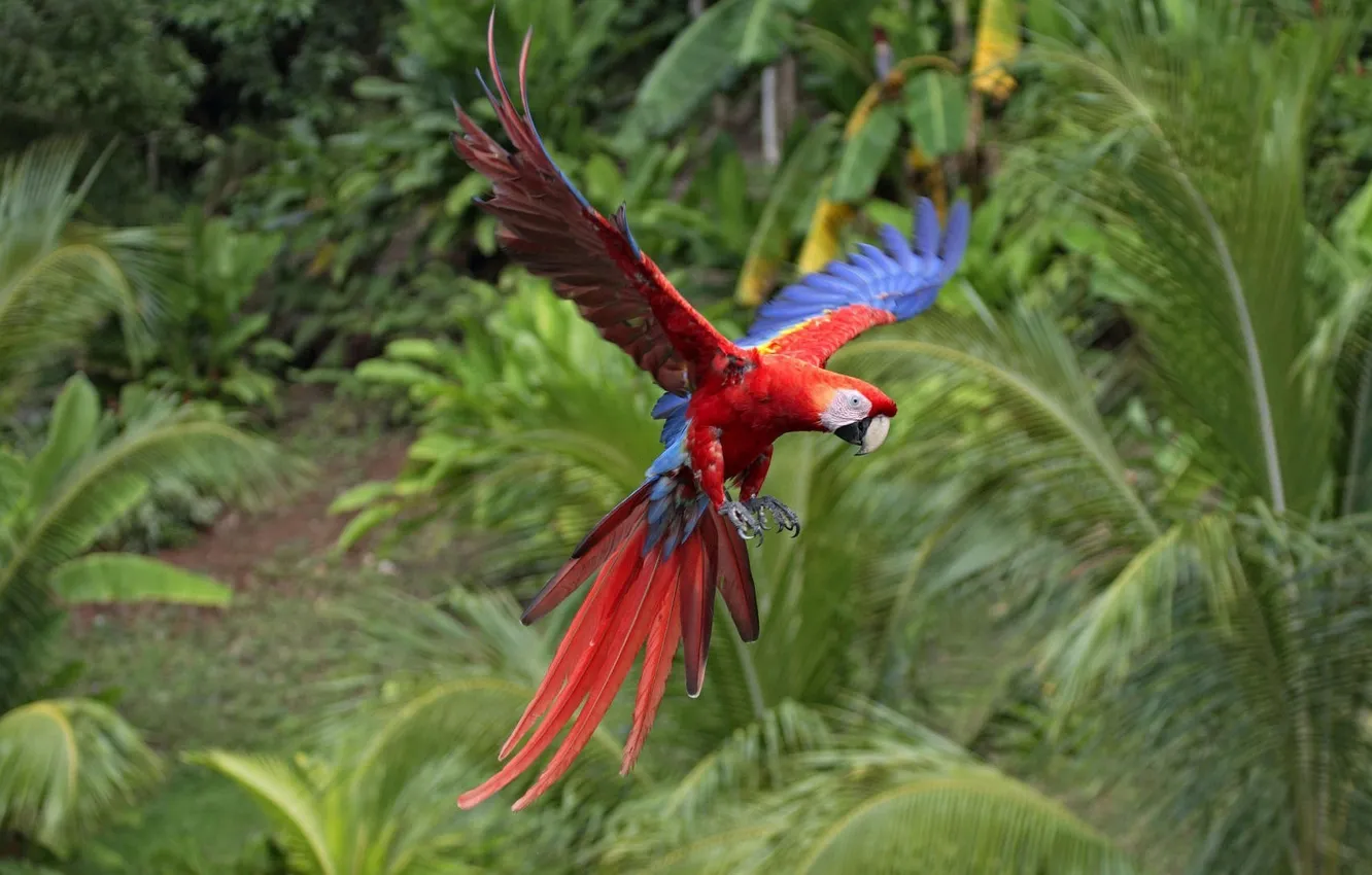 Photo wallpaper flight, bright, bird, wings, parrot