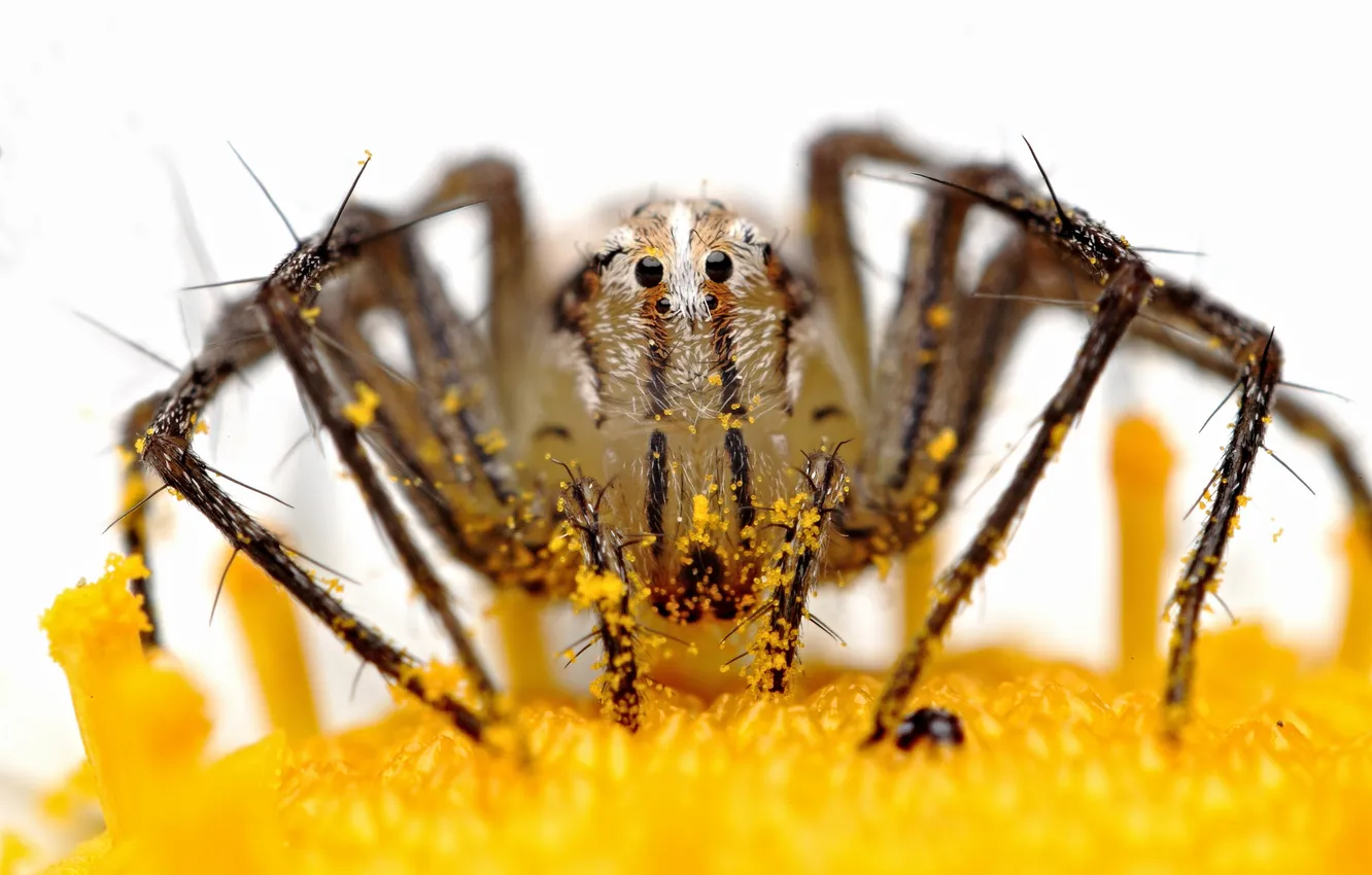 Photo wallpaper macro, nature, Spider