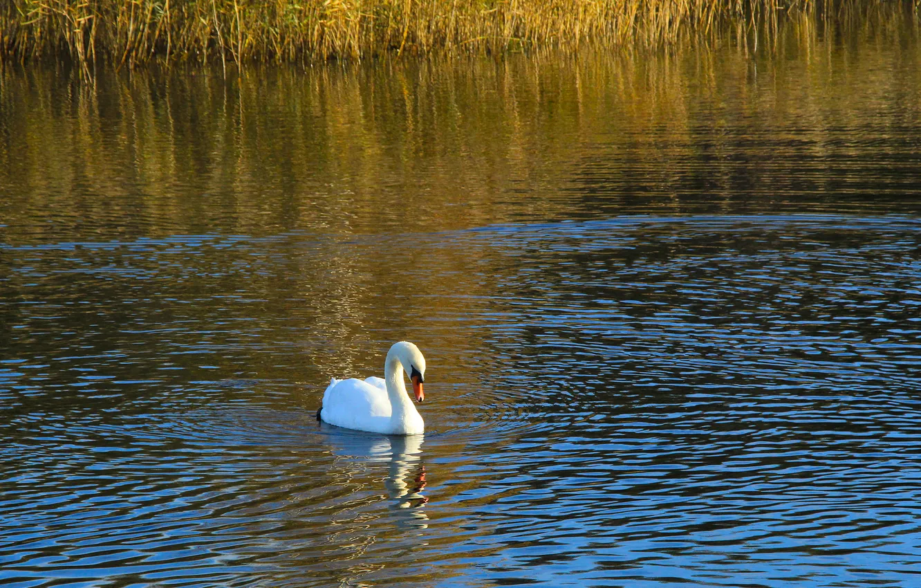 Photo wallpaper swan, bird, water, lake