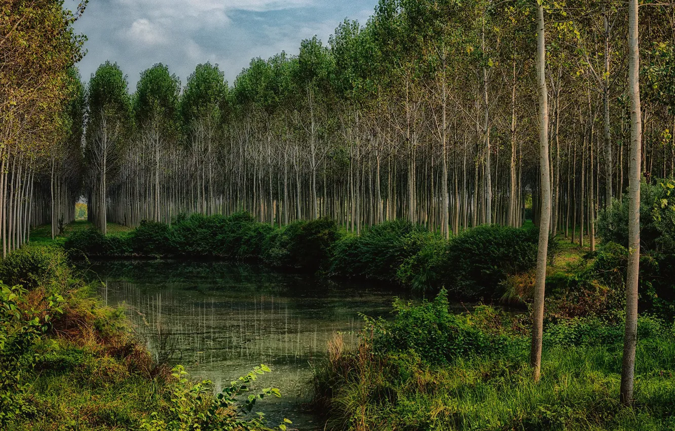 Photo wallpaper greens, autumn, forest, summer, water, trees, pond, Park