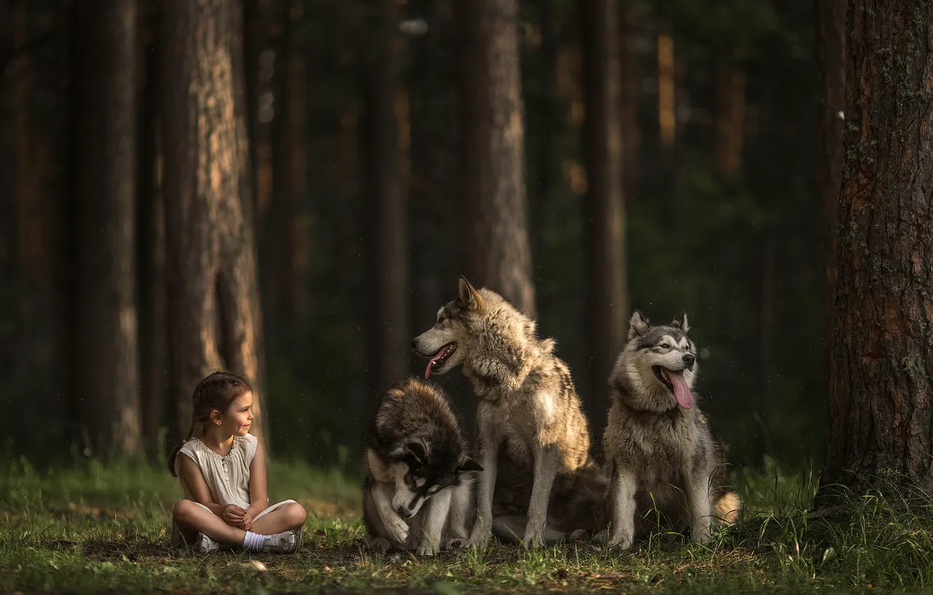 Photo wallpaper forest, dogs, girl, trio, three dogs