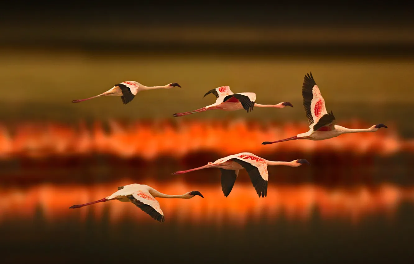 Photo wallpaper birds, Africa, Flamingo, Tanzania