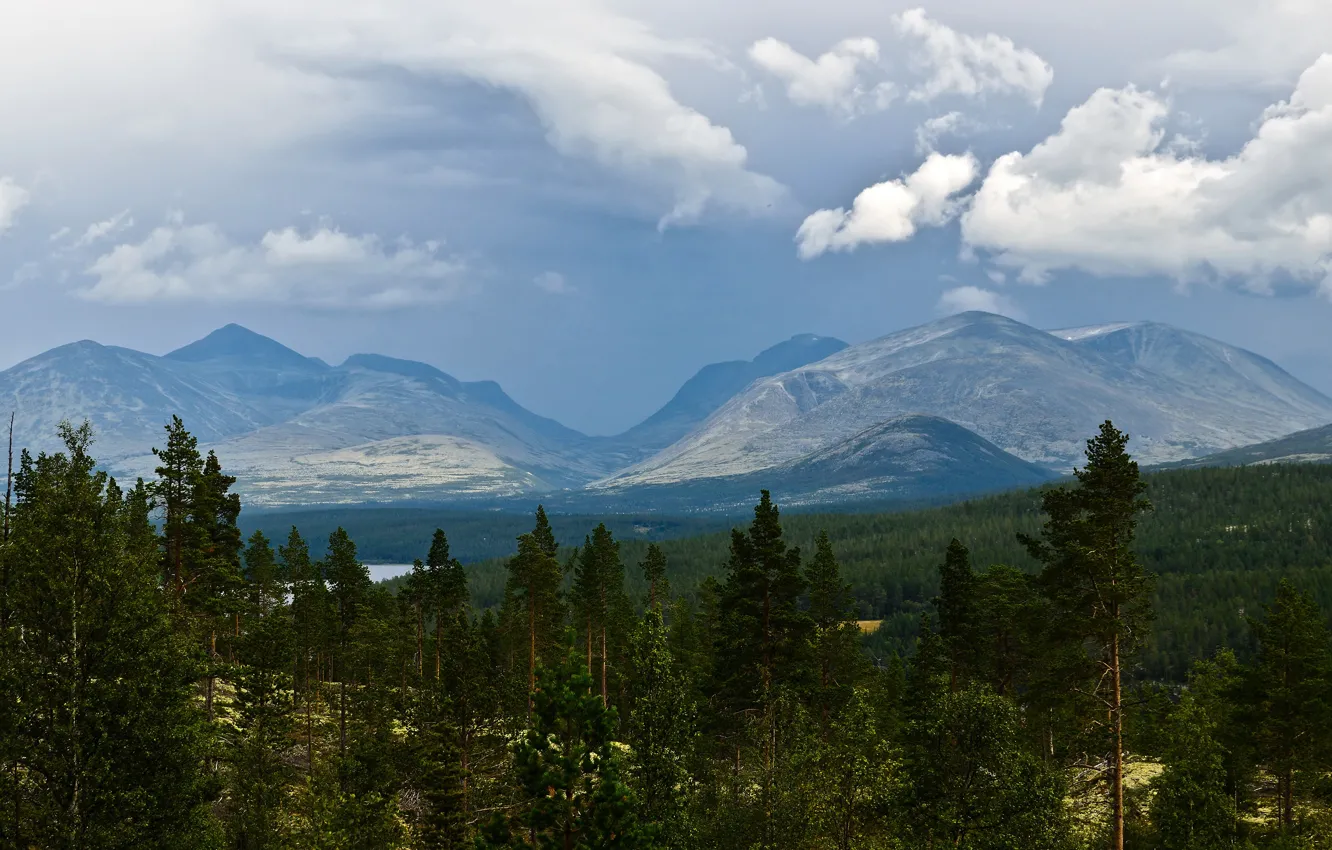 Photo wallpaper forest, the sky, clouds, trees, landscape, mountains, nature, green