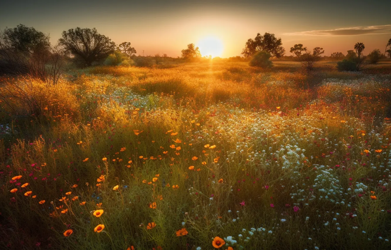 Photo wallpaper field, summer, the sun, landscape, sunset, flowers, nature, meadow