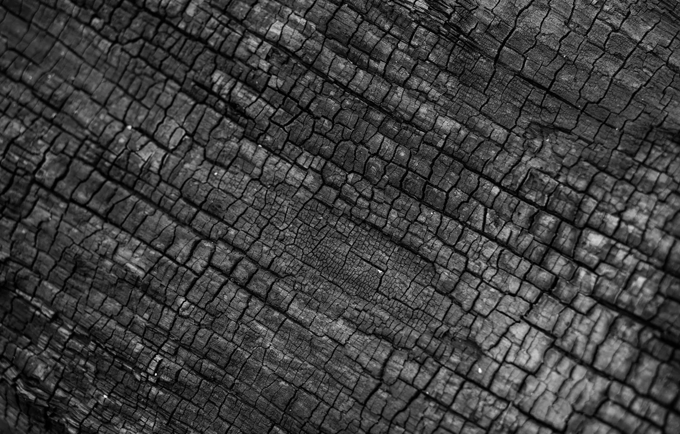 Photo wallpaper Tree, Trunk, Fire, Wood, Tree, Black, B&W, Ash