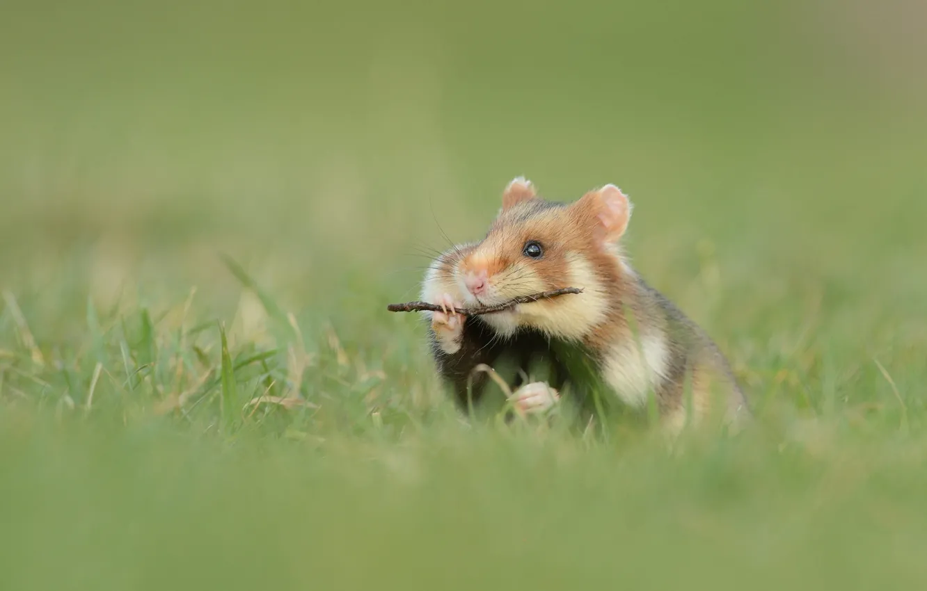 Photo wallpaper grass, sprig, hamster, rodent