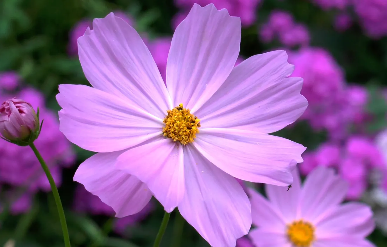 Photo wallpaper summer, flowers, kosmeya