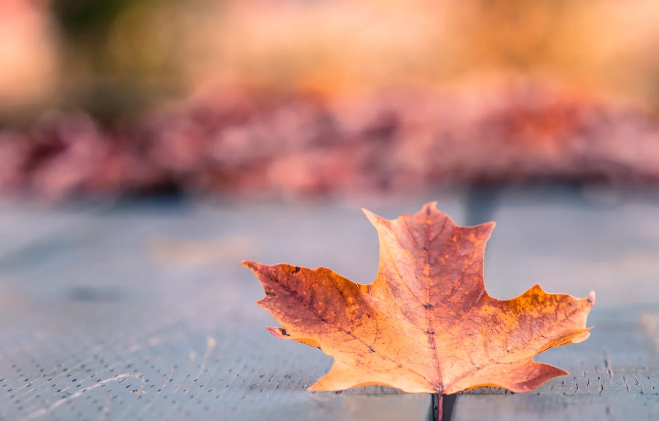 Photo wallpaper autumn, macro, orange, yellow, Sheet, bokeh, maple