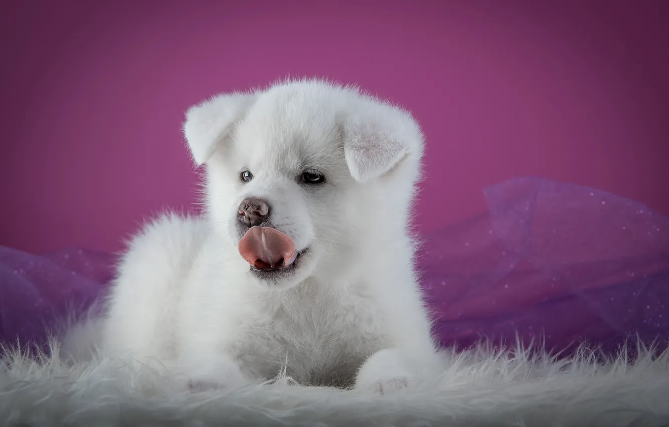 Photo wallpaper background, dog, puppy, fabric, fur, Akita inu, Akita, Wallpaper from lolita777