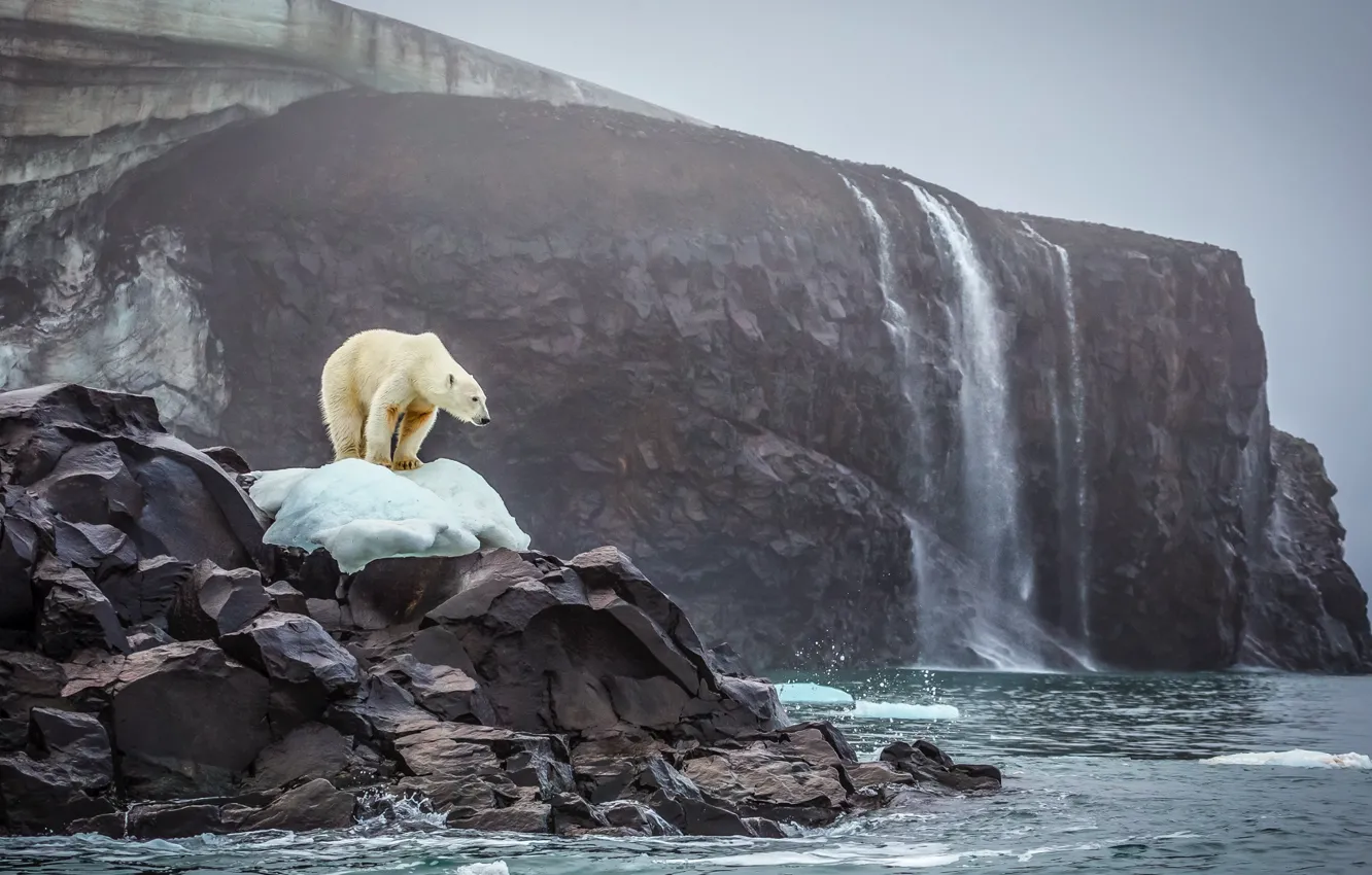 Photo wallpaper ice, bear, sea, ocean, landscape, nature, water, rocks