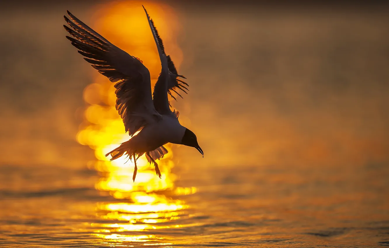 Photo wallpaper water, the sun, light, sunset, glare, bird, seagulls, wings