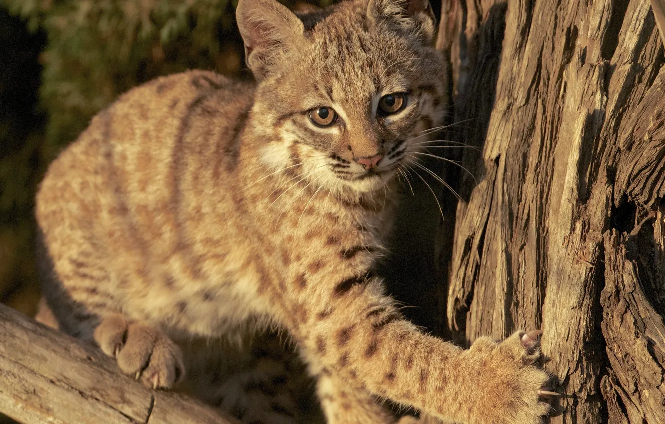 Photo wallpaper cub, kitty, lynx