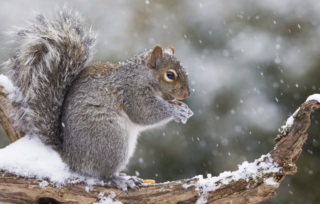 Photo wallpaper wood, snow, squirrel