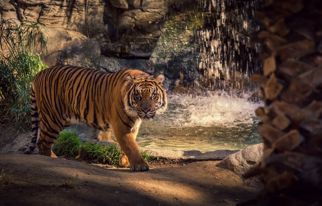 Photo wallpaper look, water, light, trees, nature, tiger, pose, stones