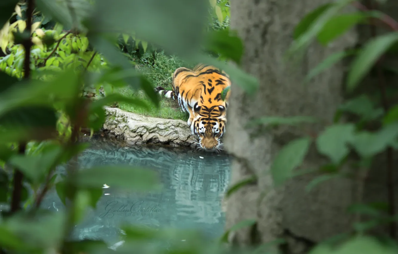 Photo wallpaper leaves, water, branches, tiger, predator, drinking
