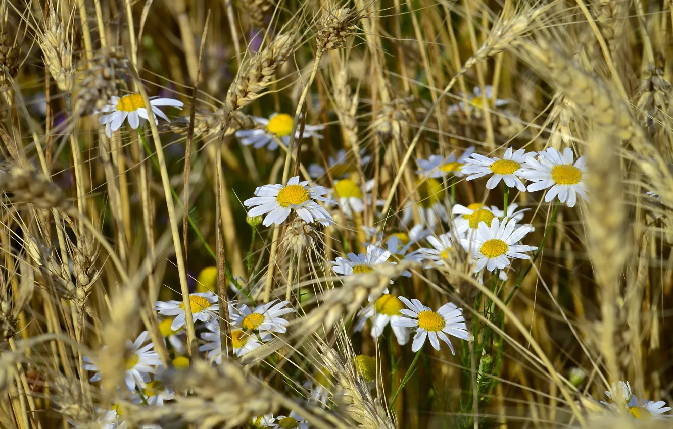 Wallpaper field, flowers, rye, chamomile, ears for mobile and desktop ...