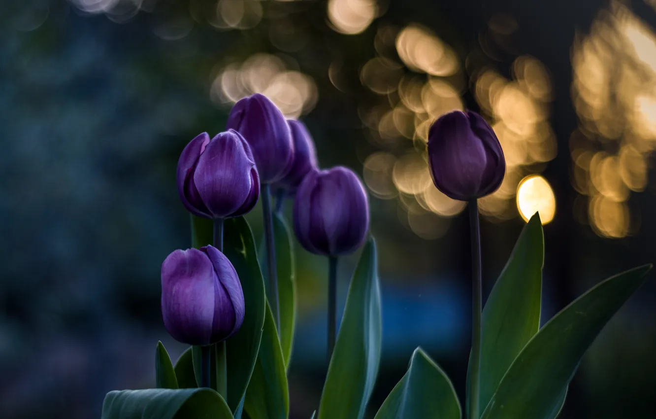 Photo wallpaper flowers, the dark background, bouquet, spring, purple, tulips, buds, lilac