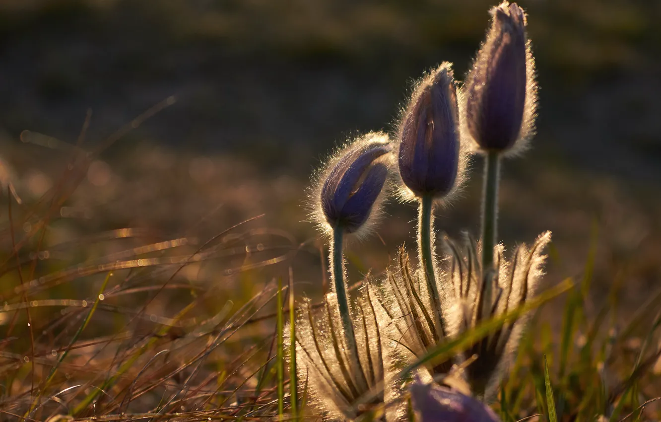Photo wallpaper flowers, spring, lilac, cross