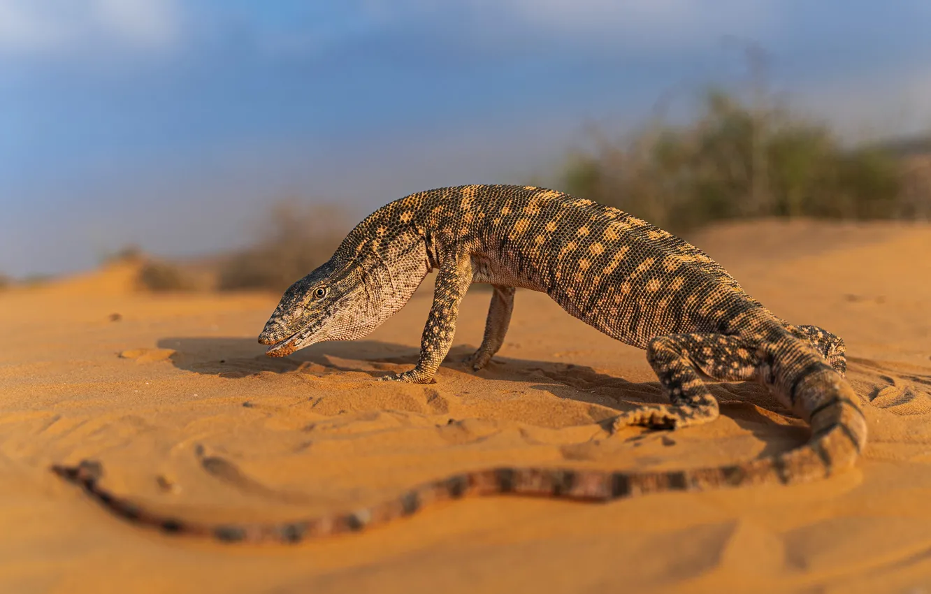 Photo wallpaper sand, pose, desert, lizard, Varan