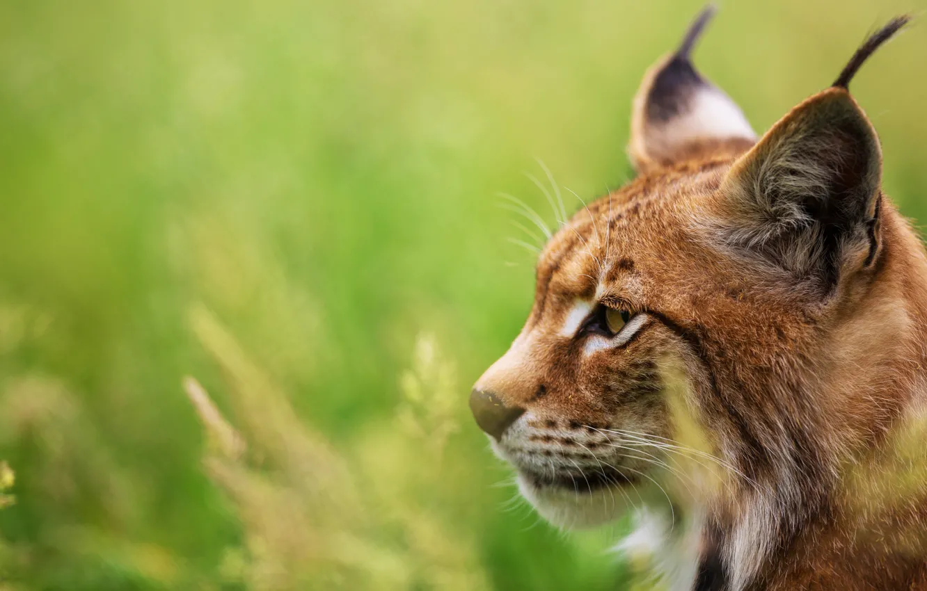 Photo wallpaper look, face, close-up, green, background, portrait, profile, lynx