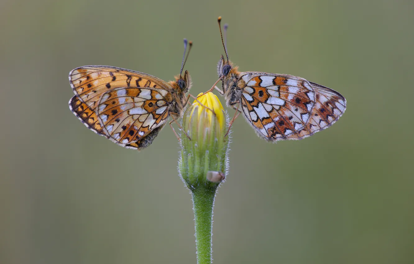 Photo wallpaper flower, butterflies, bud, stalk